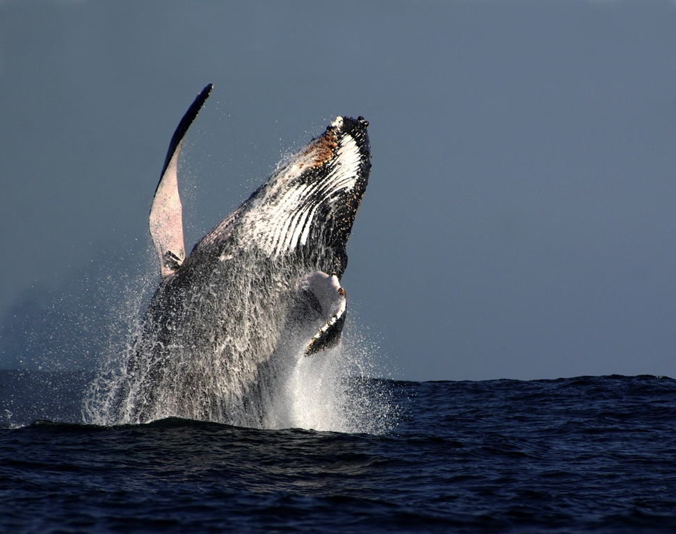 OZ Whale Watching Experience Gift Certificate Adult